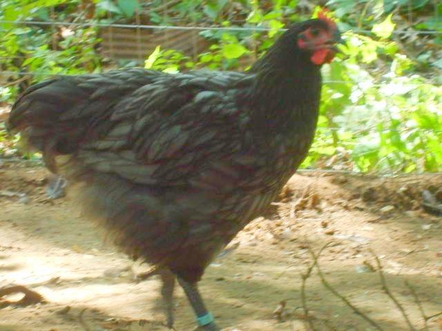 31282_july_14_2010_008.jpg