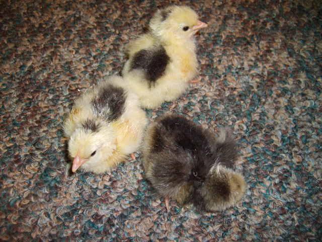 31282_july_17_2010_lavender_hatch_003.jpg