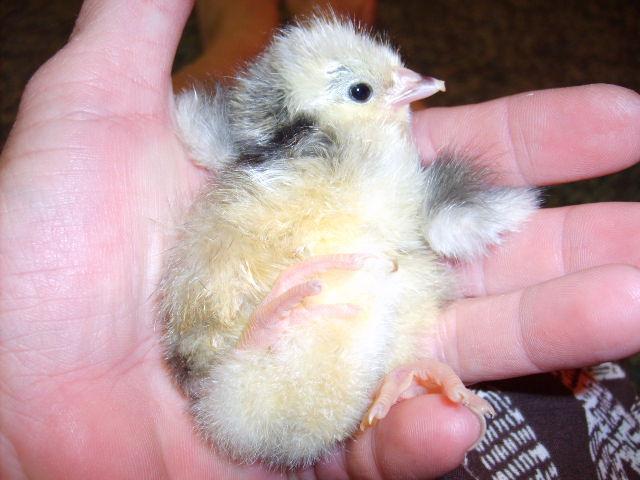 31282_july_17_2010_lavender_hatch_010.jpg