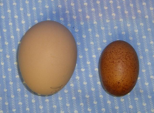 31282_little_egg1.jpg