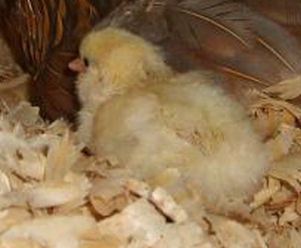 31282_maggie_and_chick1a.jpg