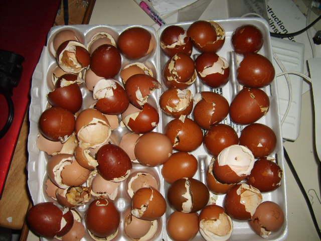 31282_marans_hatch_005.jpg