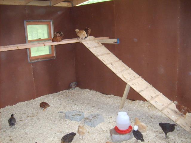 31282_my_chicken_coop_078.jpg