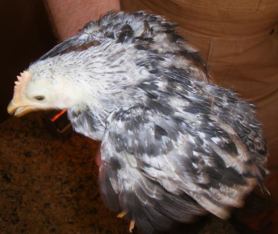 31282_newhampchicks3-23-2011017.jpg