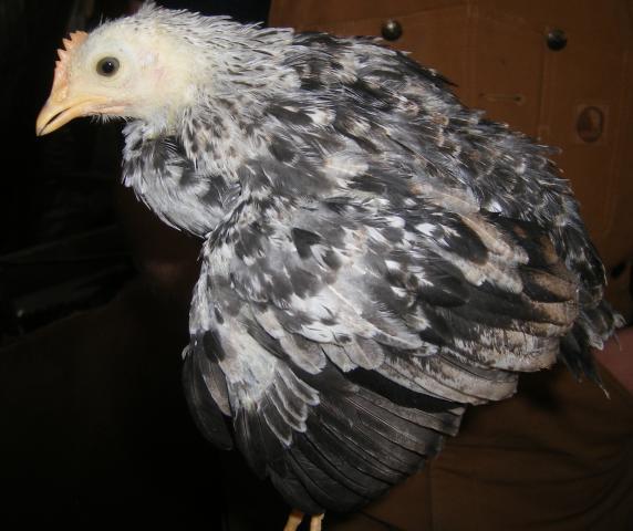 31282_newhampchicks3-23-2011018.jpg