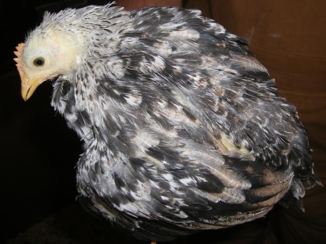 31282_newhampchicks3-23-2011019.jpg