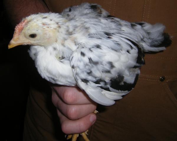 31282_newhampchicks3-23-2011020.jpg