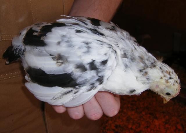 31282_newhampchicks3-23-2011021.jpg