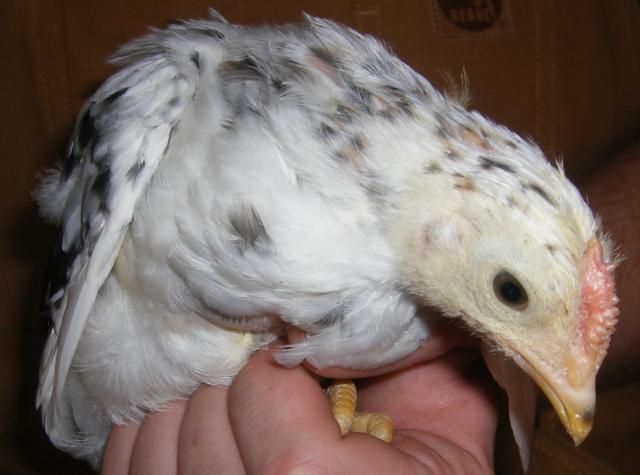 31282_newhampchicks3-23-2011022.jpg