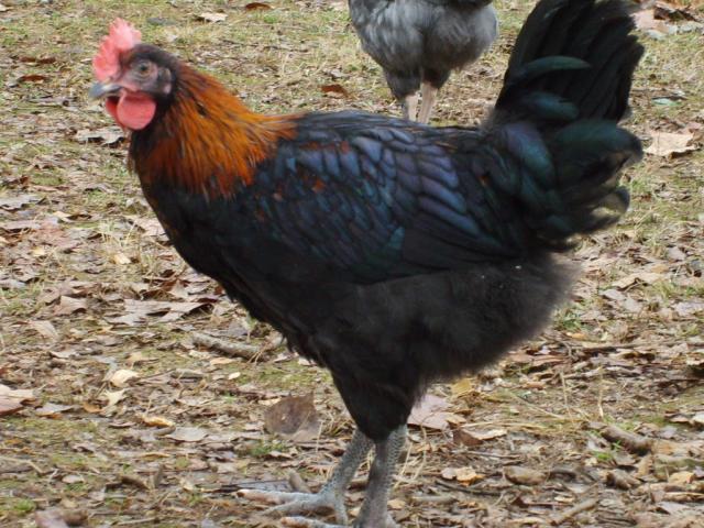 31282_nov_20_2009_marans_jersey_giants_024.jpg