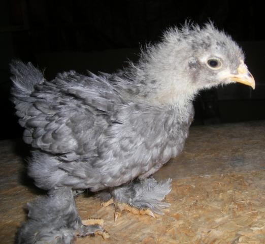 31282_nydhatchcochins0051.jpg