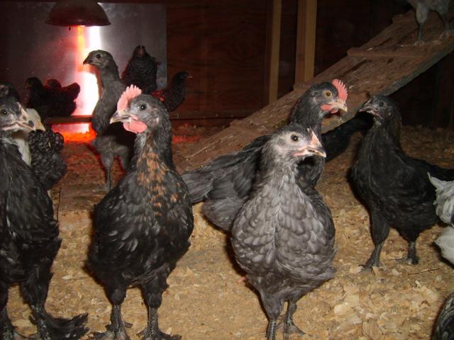 31282_oct_19_2009_marans_jg_chicks_002.jpg