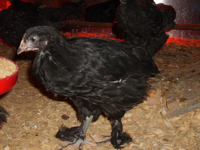 31282_oct_19_2009_marans_jg_chicks_009.jpg
