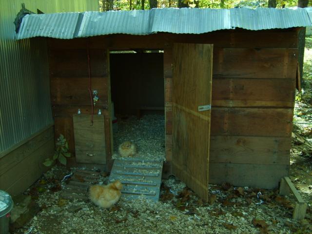 31282_oct_19_2009_marans_jg_chicks_coops_002.jpg