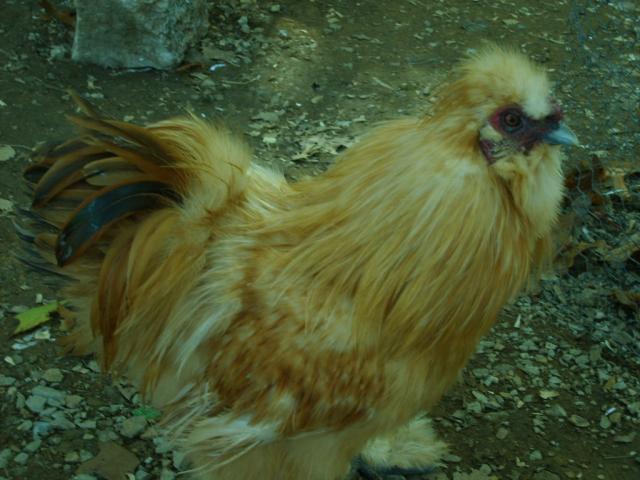 31282_oct_19_2009_marans_jg_chicks_coops_014.jpg