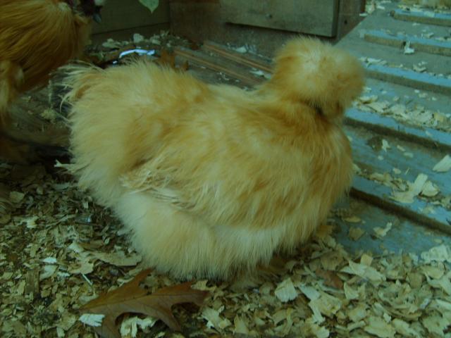 31282_oct_19_2009_marans_jg_chicks_coops_017.jpg