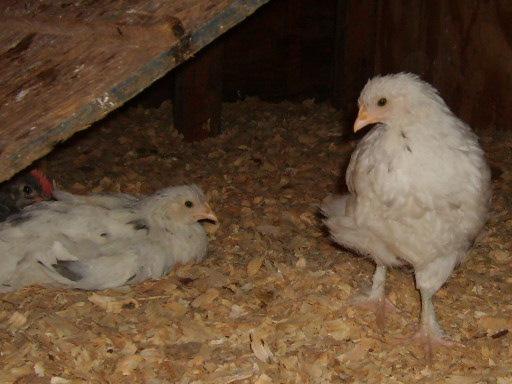 31282_oct_19_2009_marans_jg_chicks_coops_023.jpg