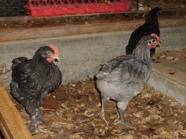 31282_oct_21_2009_giants_4_weeks_old_marans_7_wks_old_wht_silkie_006.jpg