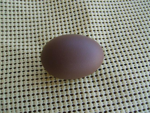 31282_one_olive_egg_on_4-10-10_001.jpg