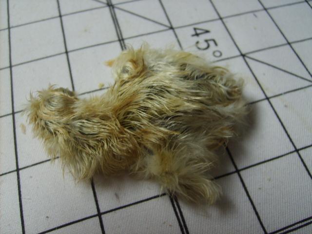 31282_silkie_3-11-10_009.jpg
