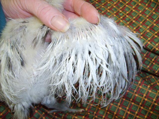 31282_silkie_feathered_5amer_2-25-10_age_4_wks_001.jpg