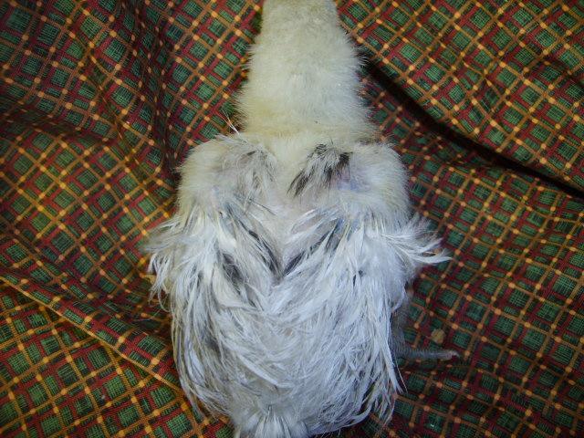 31282_silkie_feathered_6amer_2-25-10_age_4_wks_002.jpg