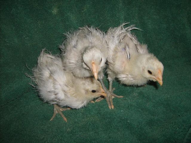 31282_silkie_feathered_amer_2-25-10_age_4_wks_001.jpg