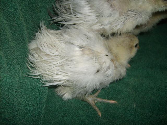 31282_silkie_feathered_amer_2-25-10_age_4_wks_002.jpg