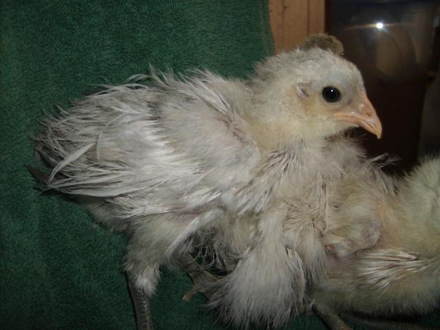 31282_silkie_feathered_amer_2-25-10_age_4_wks_003.jpg