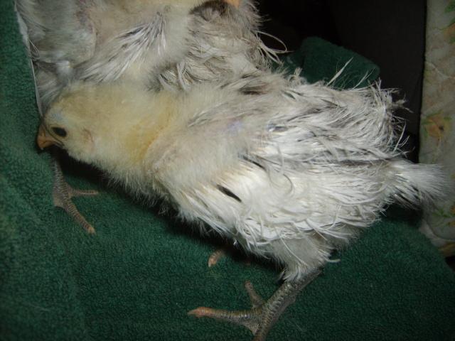 31282_silkie_feathered_amer_2-25-10_age_4_wks_004.jpg