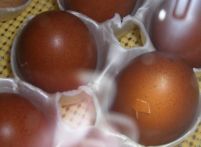 31282_stormys_egg.jpg