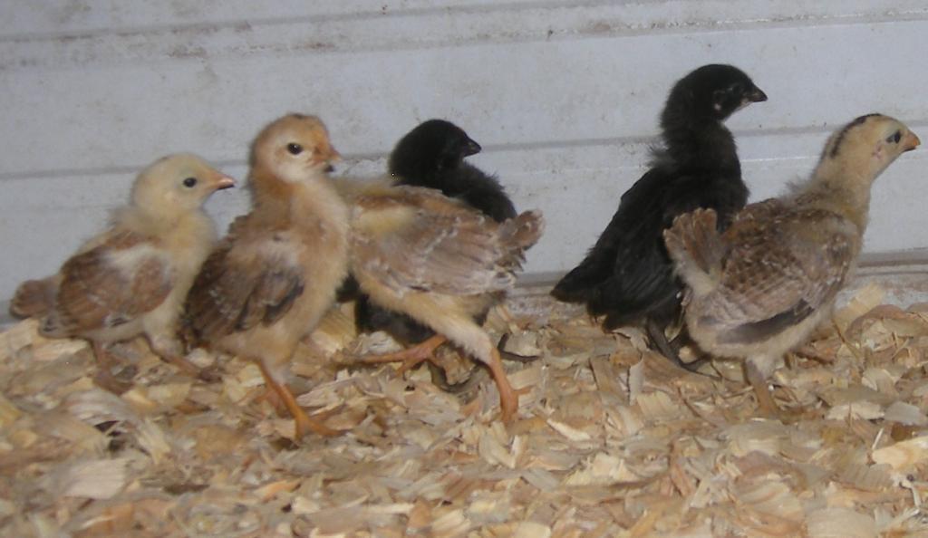 31282_wheaties2mthold028a.jpg