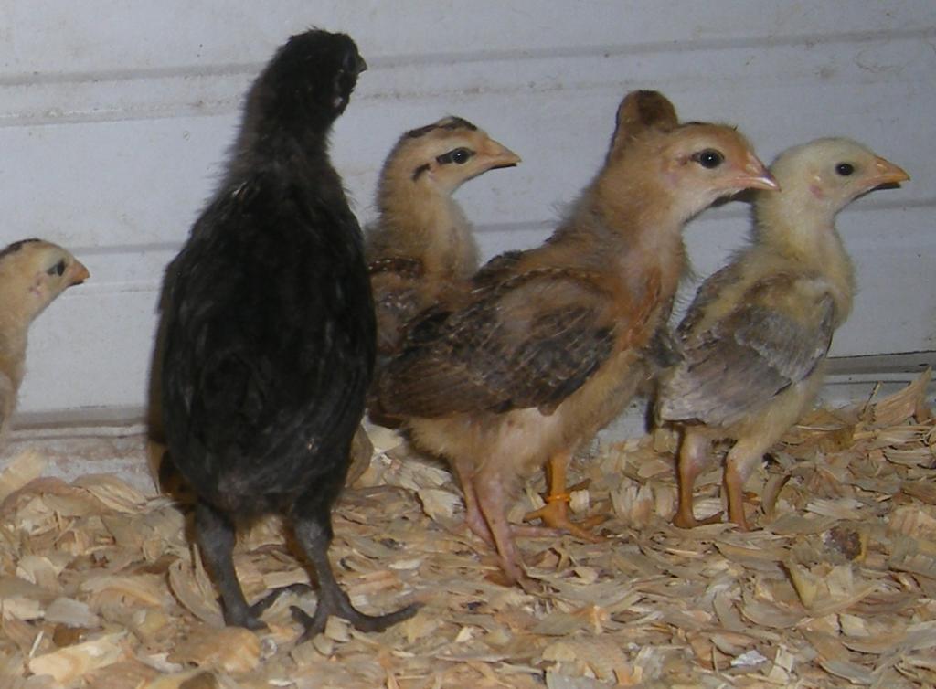 31282_wheaties2mthold028b.jpg