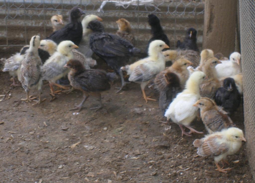 31282_wheaties2mthold038.jpg