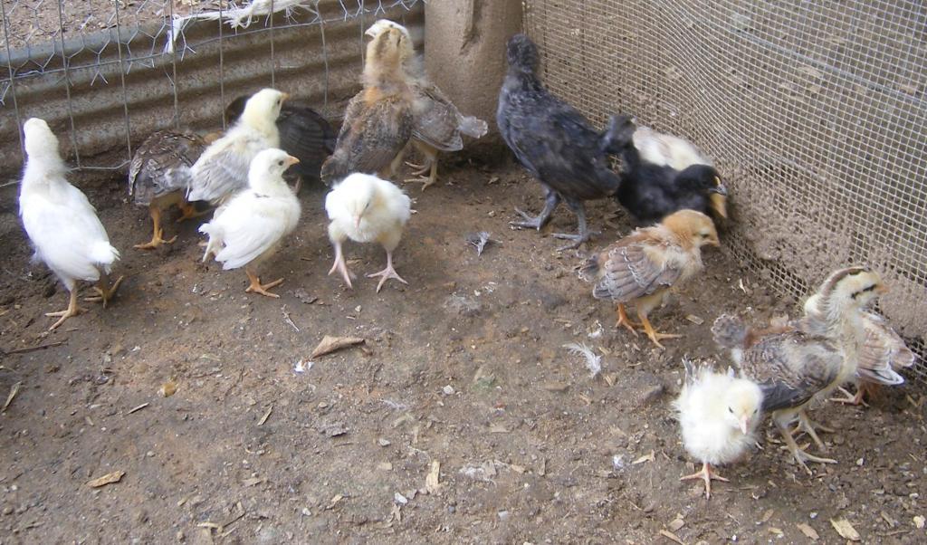 31282_wheaties2mthold043.jpg