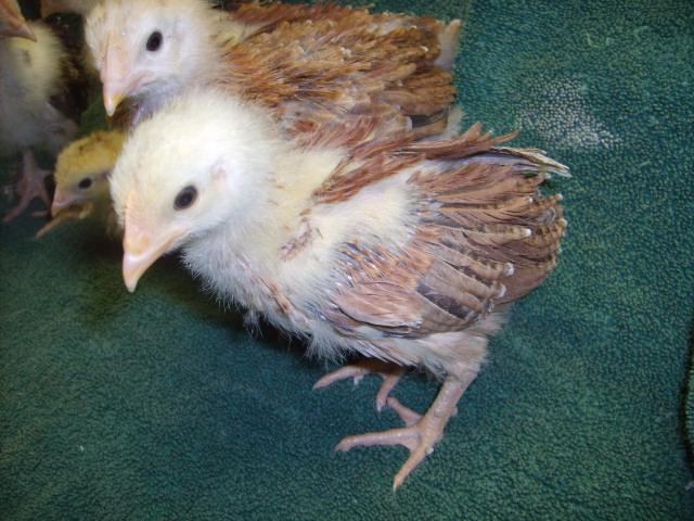 31282_wheaton_marans_24_days_old_2-28-10_002.jpg