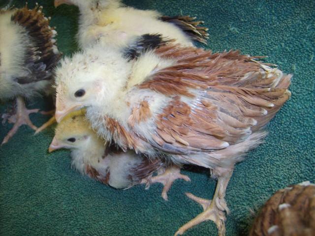 31282_wheaton_marans_24_days_old_2-28-10_004.jpg