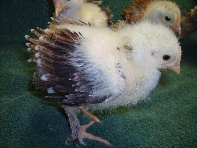 31282_wheaton_marans_24_days_old_2-28-10_005.jpg