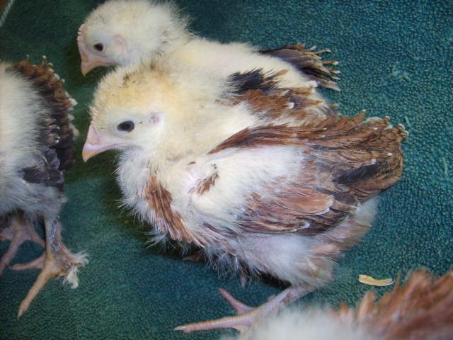31282_wheaton_marans_24_days_old_2-28-10_006.jpg