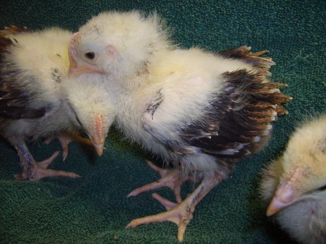 31282_wheaton_marans_24_days_old_2-28-10_007.jpg