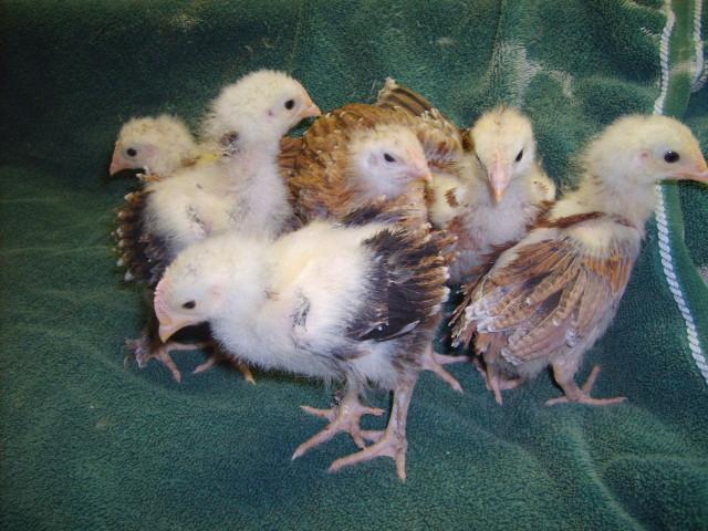 31282_wheaton_marans_24_days_old_2-28-10_009.jpg