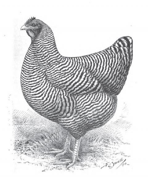 31287_sop_hen.jpg