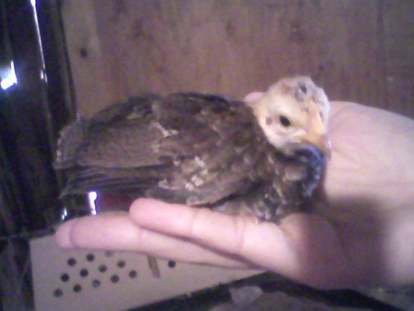 31291_chickie.jpg