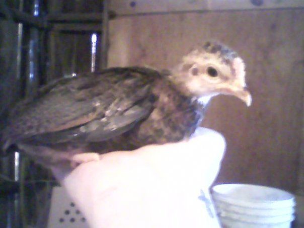 31291_chickieintrepid.jpg