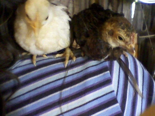 31291_chickies_2.jpg