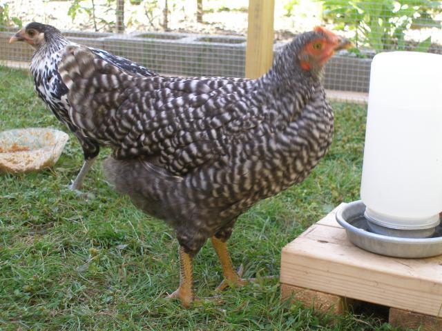 31358_chickens_8_weeks_old_jul_14_011.jpg