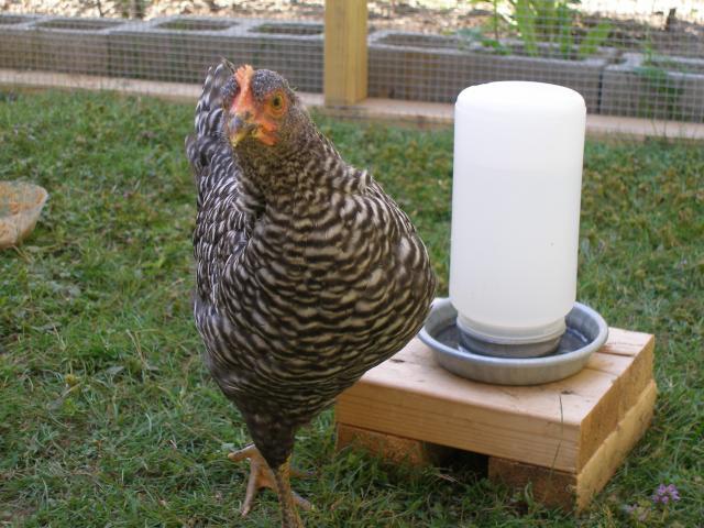 31358_chickens_8_weeks_old_jul_14_012.jpg