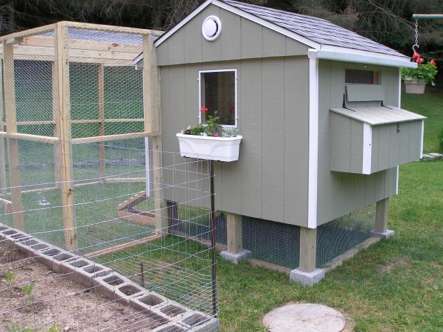 31358_chickens_coop_037.jpg
