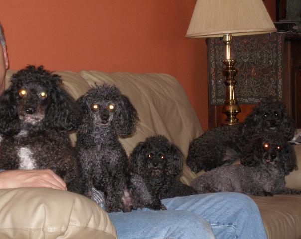 31358_poodles.jpg