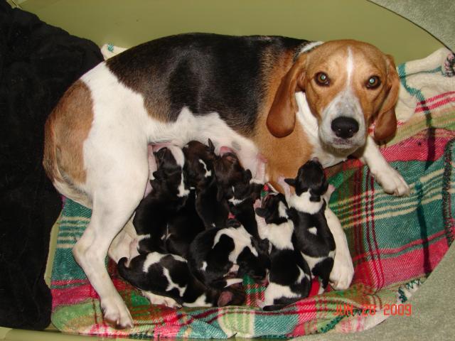 31394_lucy_and_pups.jpg